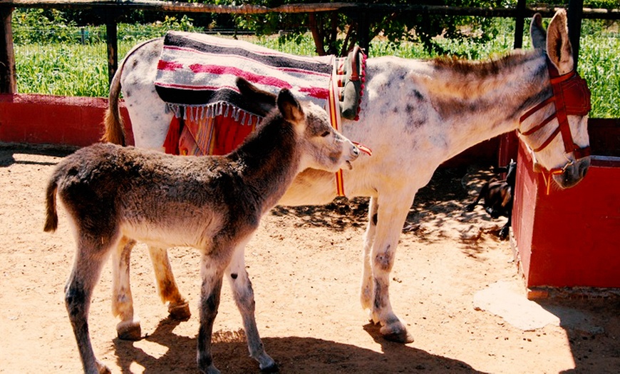 Image 3: Visita a granja escuela para hasta 8 personas con talleres y animales
