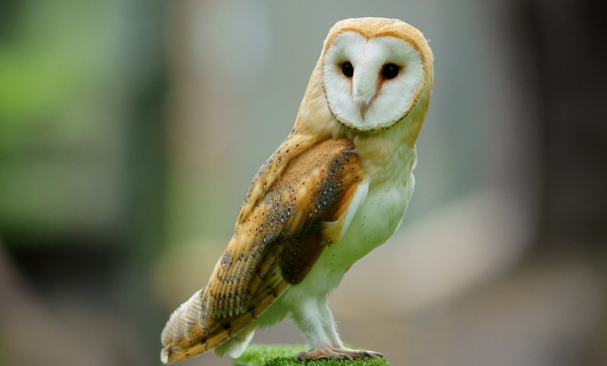 Image 2: ARK Wildlife Park Entrance Tickets – Fun for All Ages