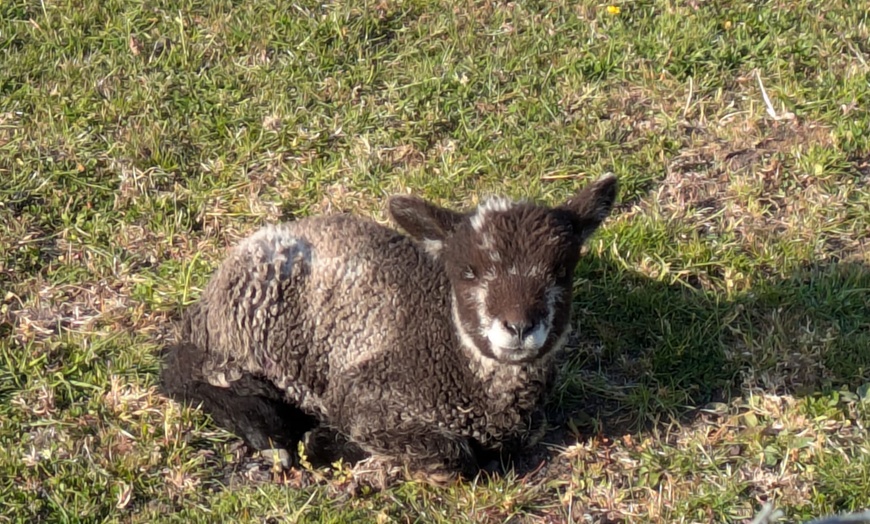 Image 4: Shepherd for a Day with Hands-On Farm Experiences