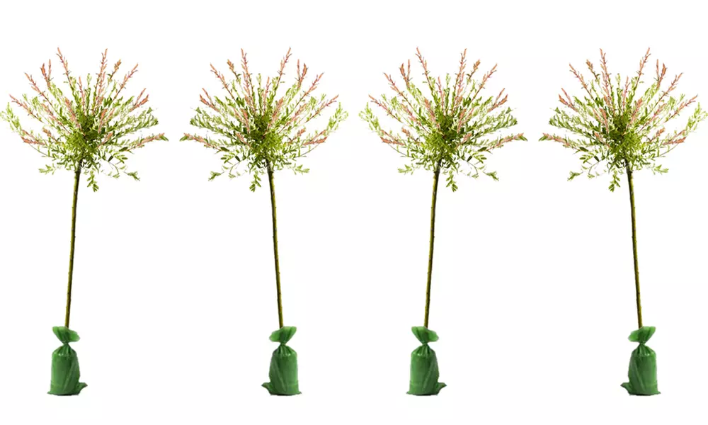 1x, 2x oder 4x Flamingobaum Hakuro Nishiki