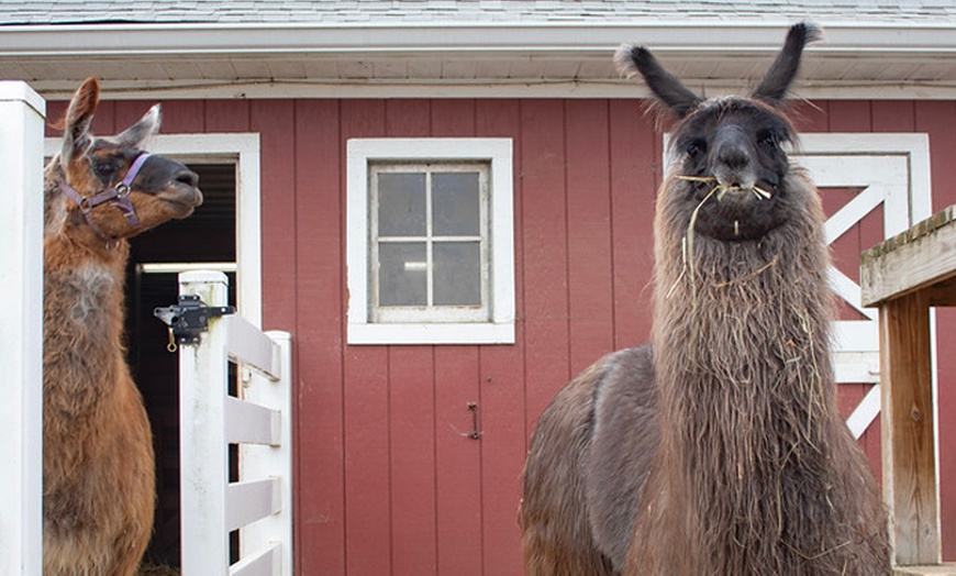 Image 2: Explore Wildlife w/Entry for One, Two or Four Adults to the Cosley Zoo