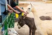 Admission to Safari Tractor Hayride on 100-Acre Farm - Second Medium