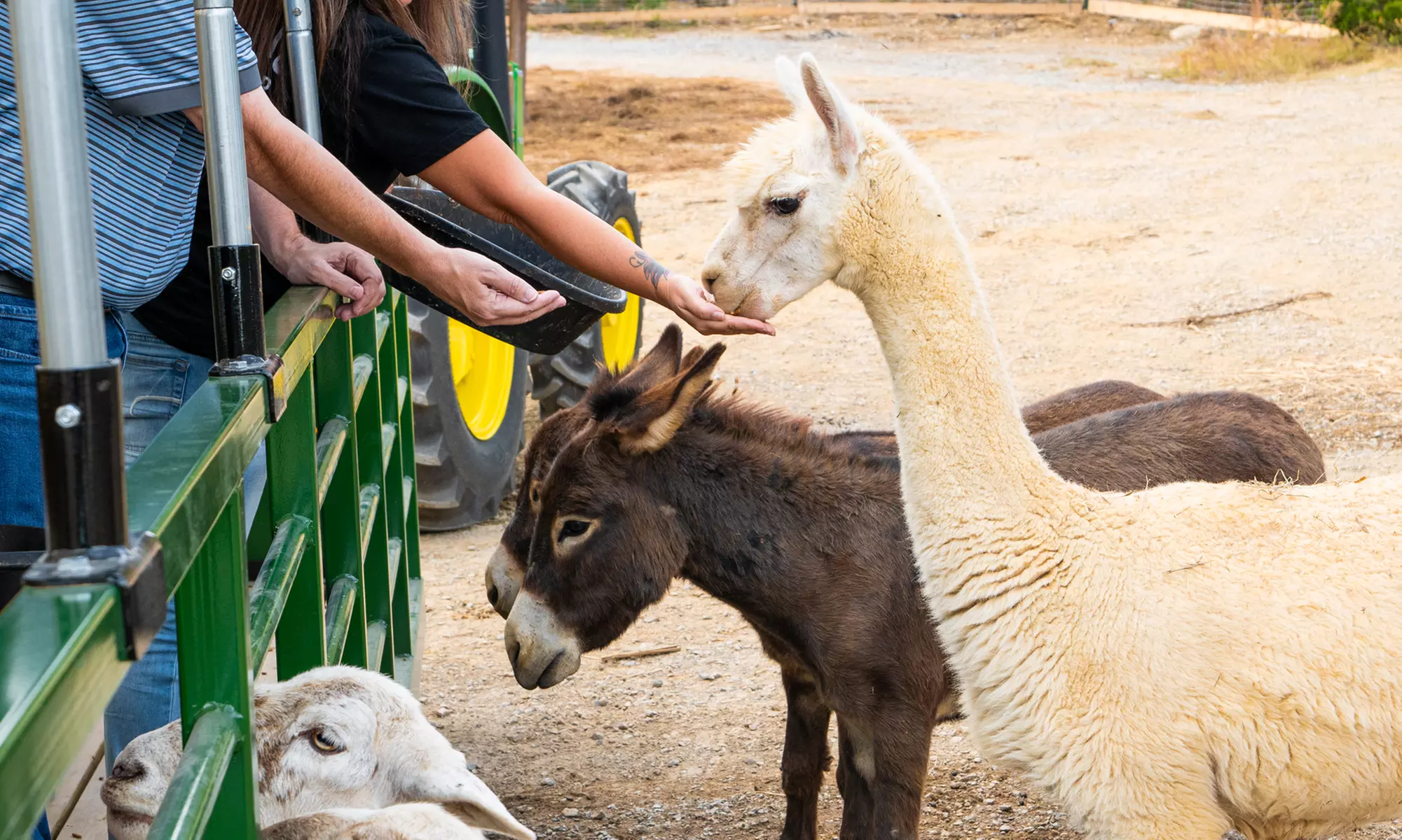 Admission Tickets to Safari Tractor Hayride on 100-Acre Farm!