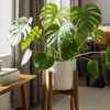 Image 2: Monstera Split Leaf in 4",6",8", and 10" Sizes with Free Shipping (Up to 15% Off)