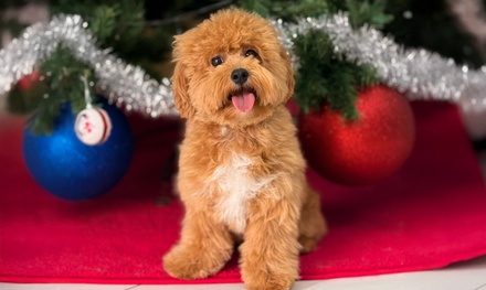 Basic Grooming for Large Dog - FANCY & FURRY PETS CARE LLC