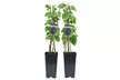 Lot de 2 ou 4 plantes fruitières parmi des variétés telles que la myrtille, la framboise et le raisin - Image 4