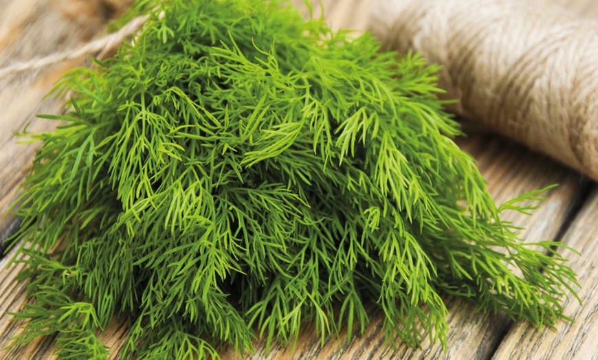 Image 8: Bumper 35-Pack Vegetable Seed Kit and Free Garden Snips