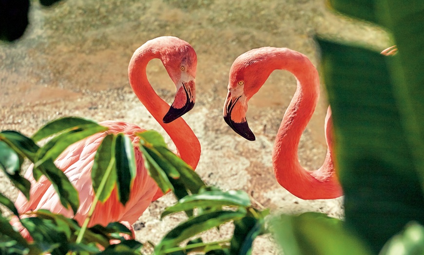 Image 8: Diversión en familia con una entrada a MundoMar y/o Aqualandia