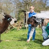 Image 6: Bis zu 3 Std. Alpaka-Wanderung für 2 Personen oder 1 Familie