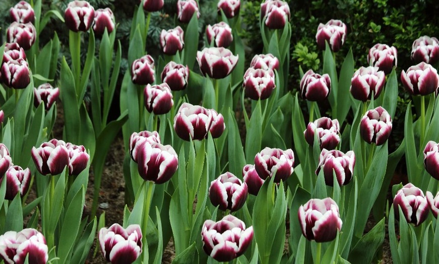 Image 8: Deep and Dark Mixed Tulip Bulbs