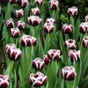 Image 8: Deep and Dark Mixed Tulip Bulbs