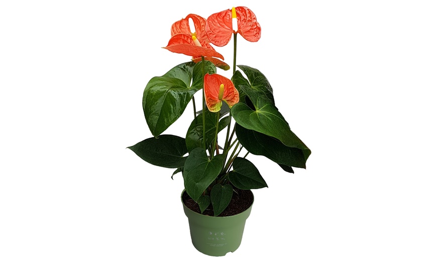 Image 8: Rootz Flamingoblume (Anthurium) 