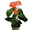 Image 8: Rootz Flamingoblume (Anthurium) 