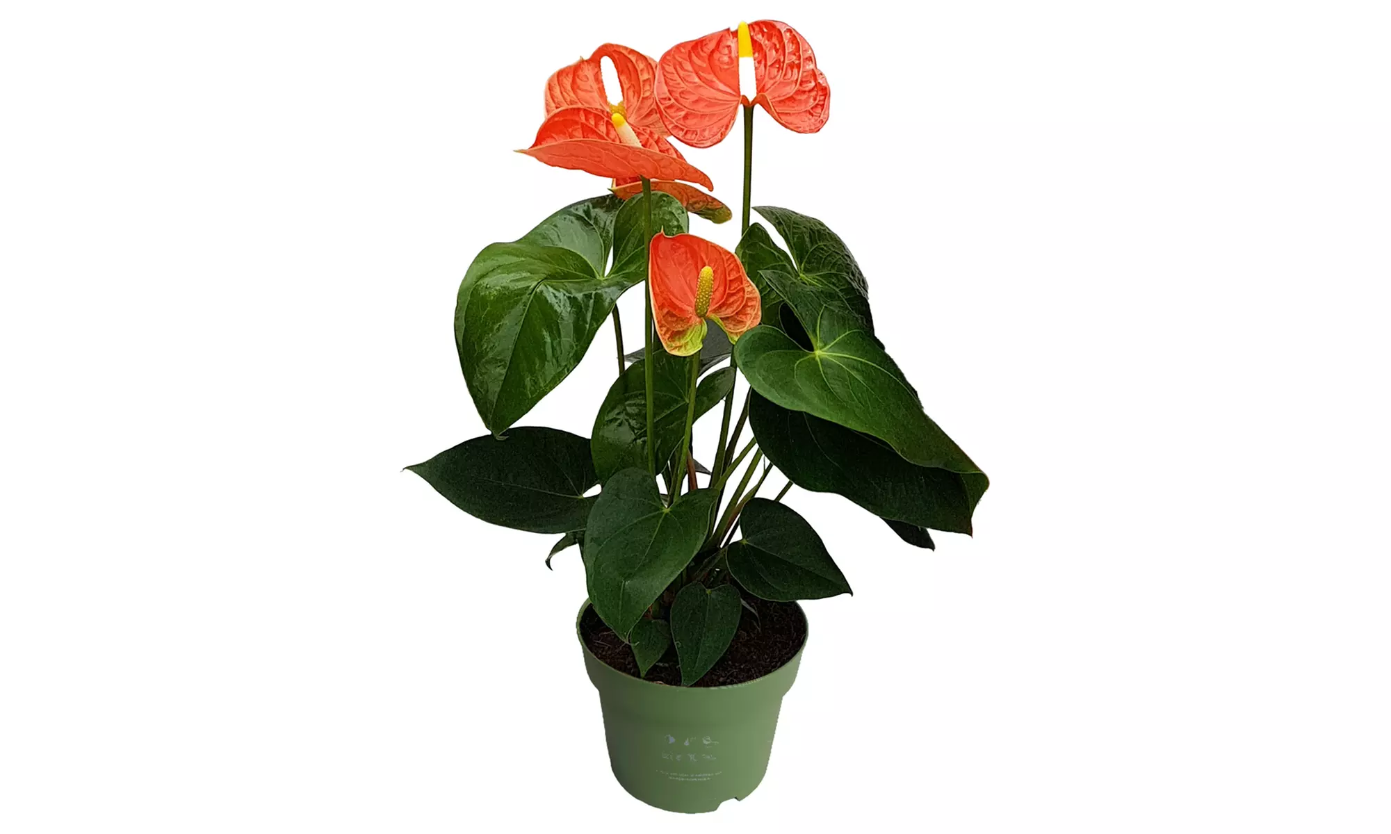 Rootz Flamingoblume (Anthurium)