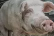 Visit Rooterville Animal Sanctuary: General Admission for One, Two, or Four People (Up to 40% Off) - Second Medium