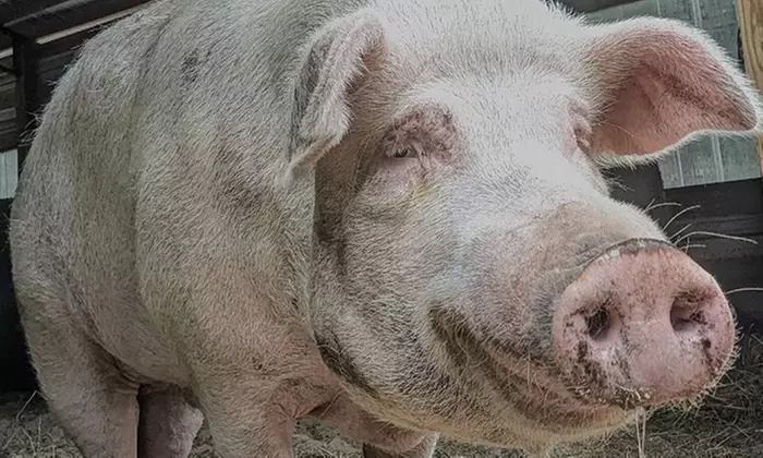 Visit Rooterville Animal Sanctuary: Admission for 1, 2, or 4 People