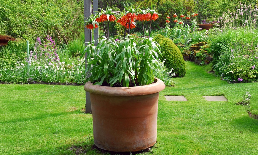 Image 1: 3 bulbi di Fritillaria Lutea e Rubra