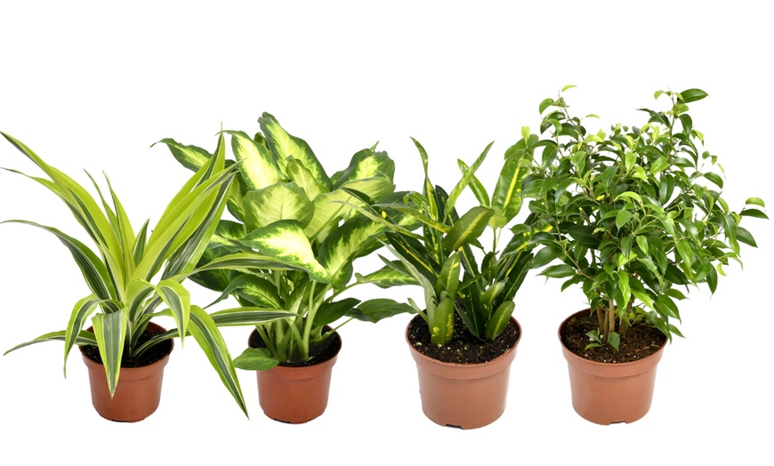 Image 2: Set de 4 plantes d'intérieur différentes