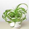 Image 12: Spider Plant 'Bonnie' in 3", 4", 6", and 8" sizes – Easy Care & Air-Purifying with Free Shipping Up to 15%Off
