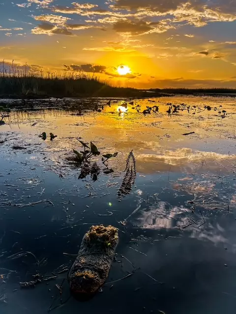 Everglades Airboat Tour & Cultural Experience