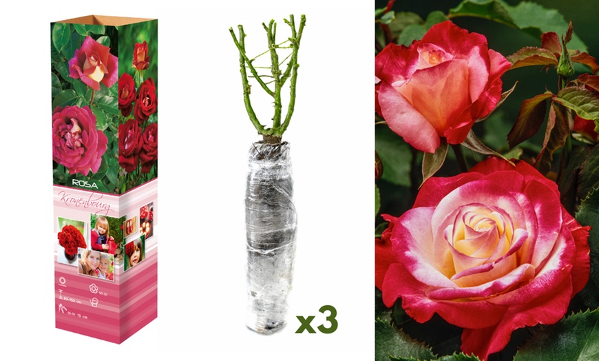 Image 6: Set di 3 o 6 rose olandesi a fiore grande 