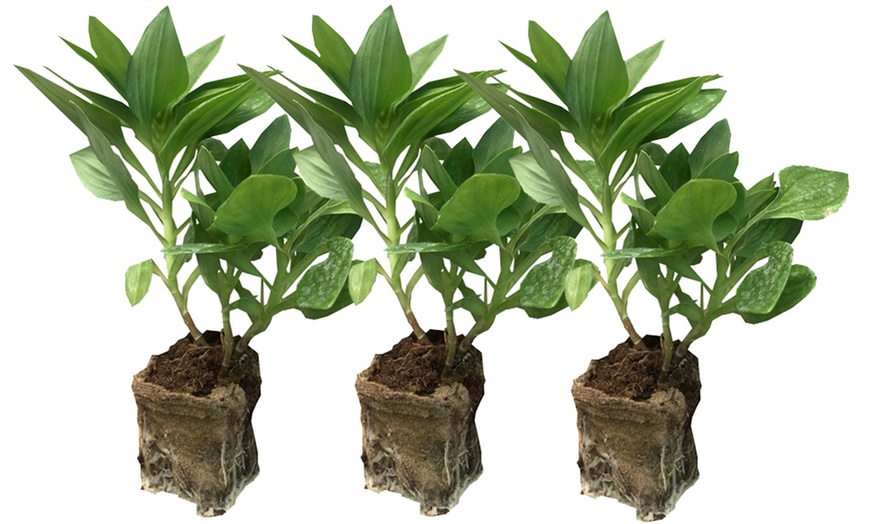 Image 10: One, Three or SIx Hardy Alstroemeria Indian Summer