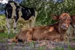 Visit Rooterville Animal Sanctuary: General Admission for One, Two, or Four People (Up to 40% Off) - Second Medium