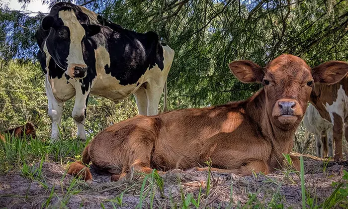 Visit Rooterville Animal Sanctuary: Admission for 1, 2, or 4 People