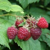 Image 11: Raspberry Growers Choice - 2ltr and 3ltr Potted Plants