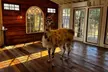 Find Your Zen: 90-Minutes Llama Yoga & Interactive Alpaca & Llama Encounters for 1, 2 or 4 at Atlanta Alpaca Treehouse - Image 2