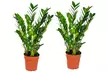 1 of 2 Zamioculcas zamiifolia (ZZ-planten) in verschillende maten - Image 6