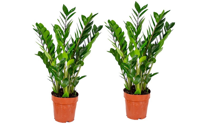 Image 6: 1 of 2 Zamioculcas zamiifolia