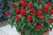 Pack of 12 or 24 Flame Red Salvia Plants - Image 4