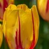 Image 1: Bulbes de tulipes "Tulipa Flaming Beauty"