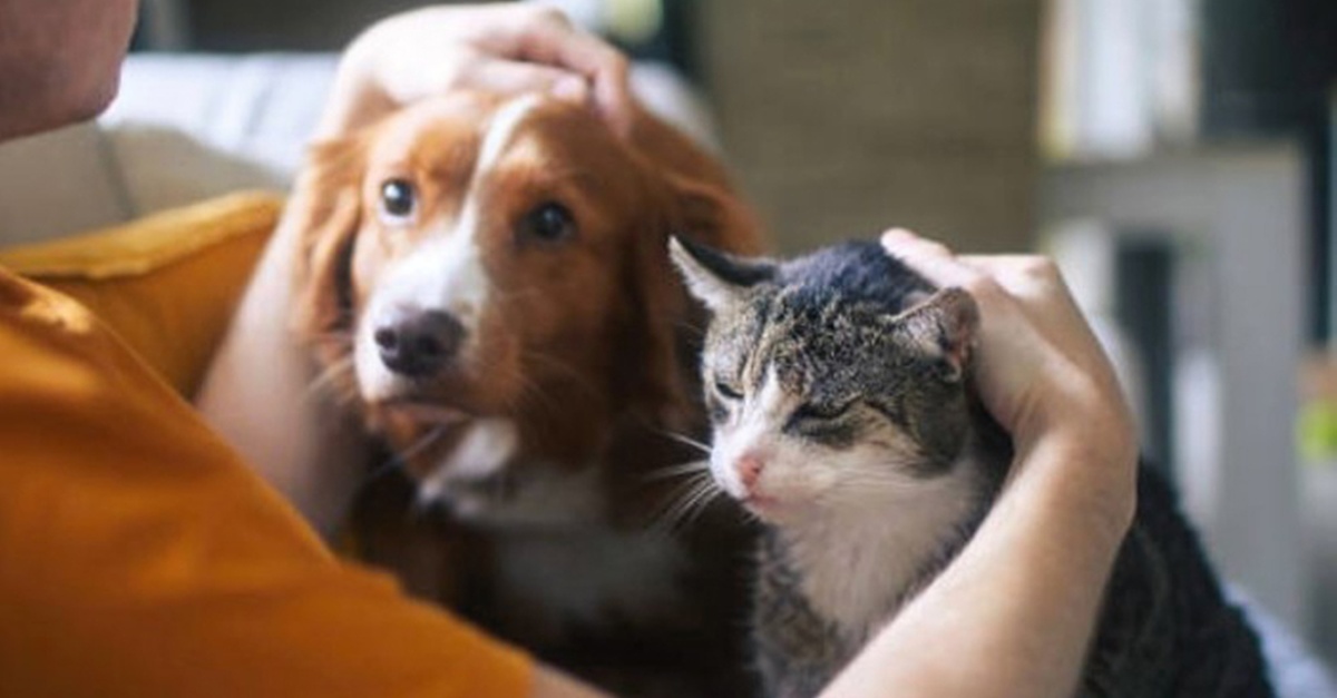 Servicio de esterilización para perro o gato en Málaga