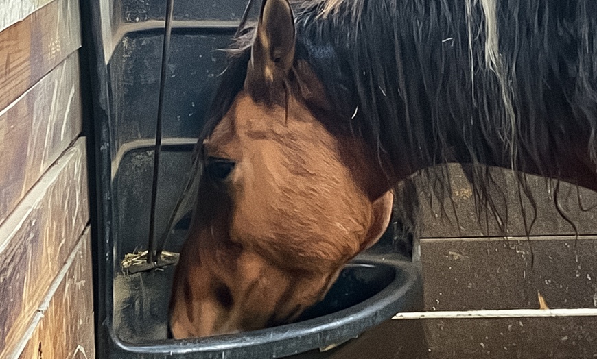 Image 7: Beginner Equine Care Class: Hands-On Learning for All Ages