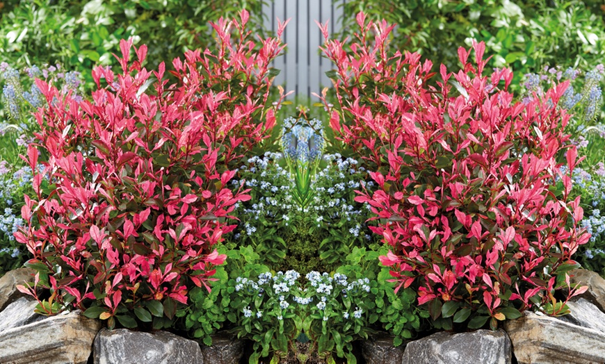 Image 2: Dwarf Photinia ‘Little Fenna’ – 1, 3 or 5 Potted Plants