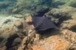 90-Minute Guided Snorkel Tour with Professional Photos for 1, 2, or 4 at Snorkel and Dive Tours (Up to 24% Off) - Second Medium