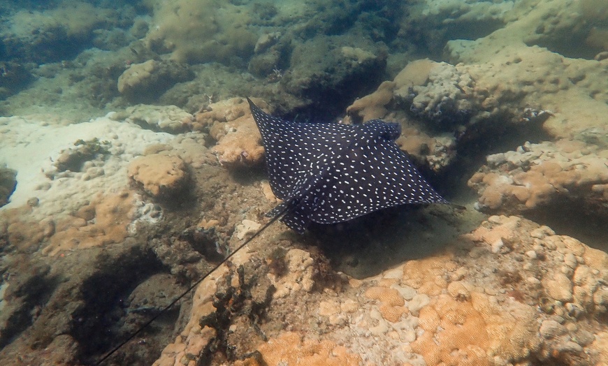 Image 4: 90-Minute Guided Snorkel Tour with Professional Photos for 1, 2, or 4