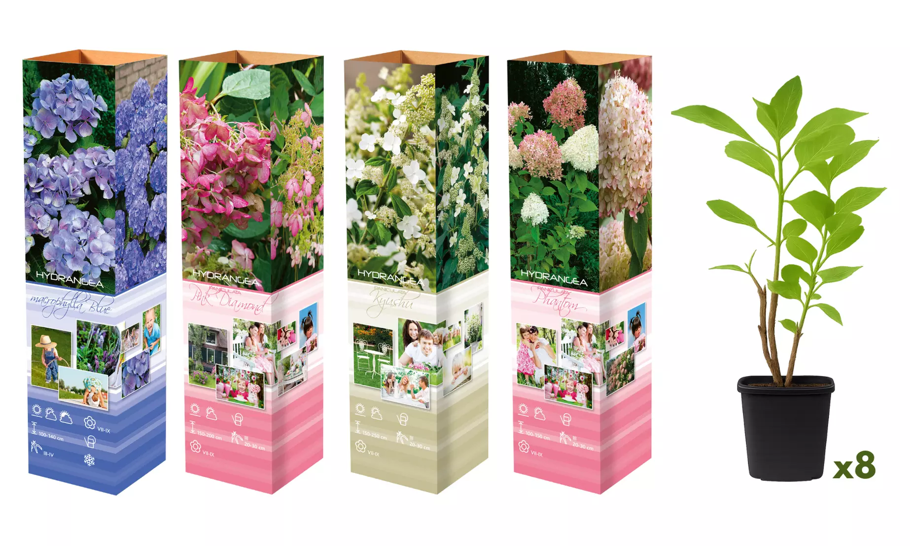 Lot de 4 plantes Hydrangea
