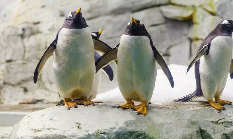 Entrada de día a elegir a Selwo Aventura, Marina y/o teleférico