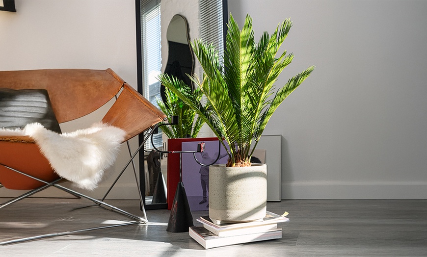 Image 1: 1x oder 2x kleiner oder großer Japanischer Sagopalmfarn