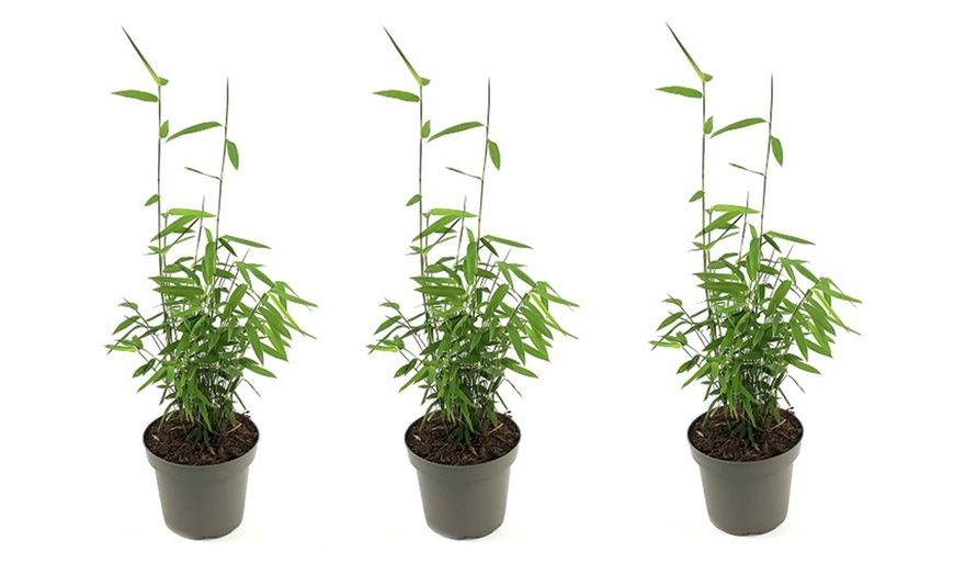 Image 7: Up to Three Bamboo 'Black Dragon' 10cm Potted Plants
