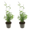 Image 7: Up to Three Bamboo 'Black Dragon' 10cm Potted Plants