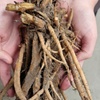 Image 6: One or Two Dicentra Spectabilis Spring Perennial, Large Root Clump