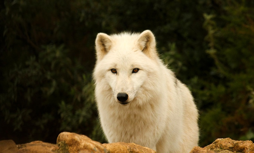 Image 3: Entrada al Lobo Park Antequera con guía experto y vistas a El Torcal