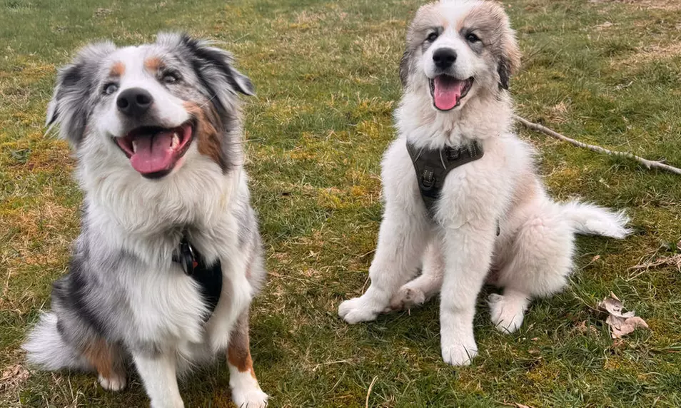 Winterberg: 2-3 Nächte inkl. Frühstück, 1x Dinner, Spa & Alpakas