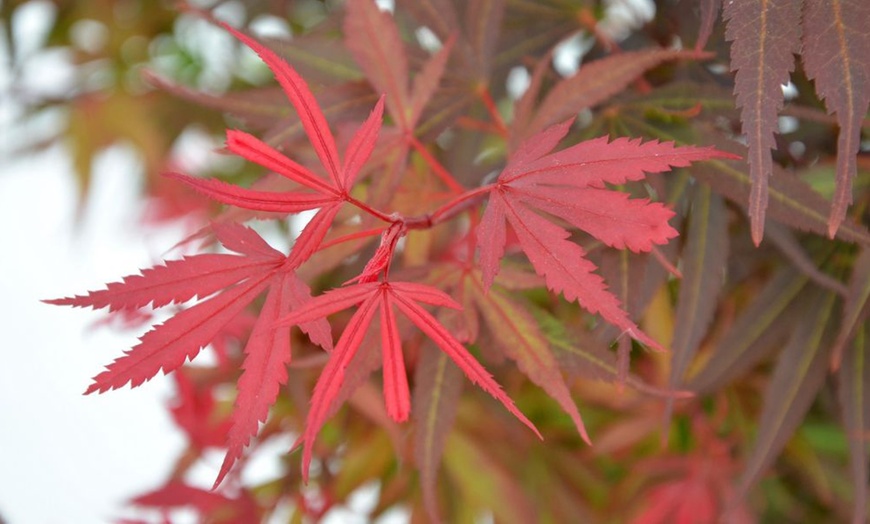 Image 25: Mixed Japanese Acer Palmatum Potted Plants