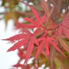 Image 25: Mixed Japanese Acer Palmatum Potted Plants