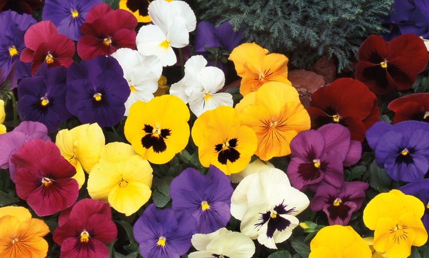 Image 25: Vibrant Winter Flowering Pansy Mixes - up to 72 Plants